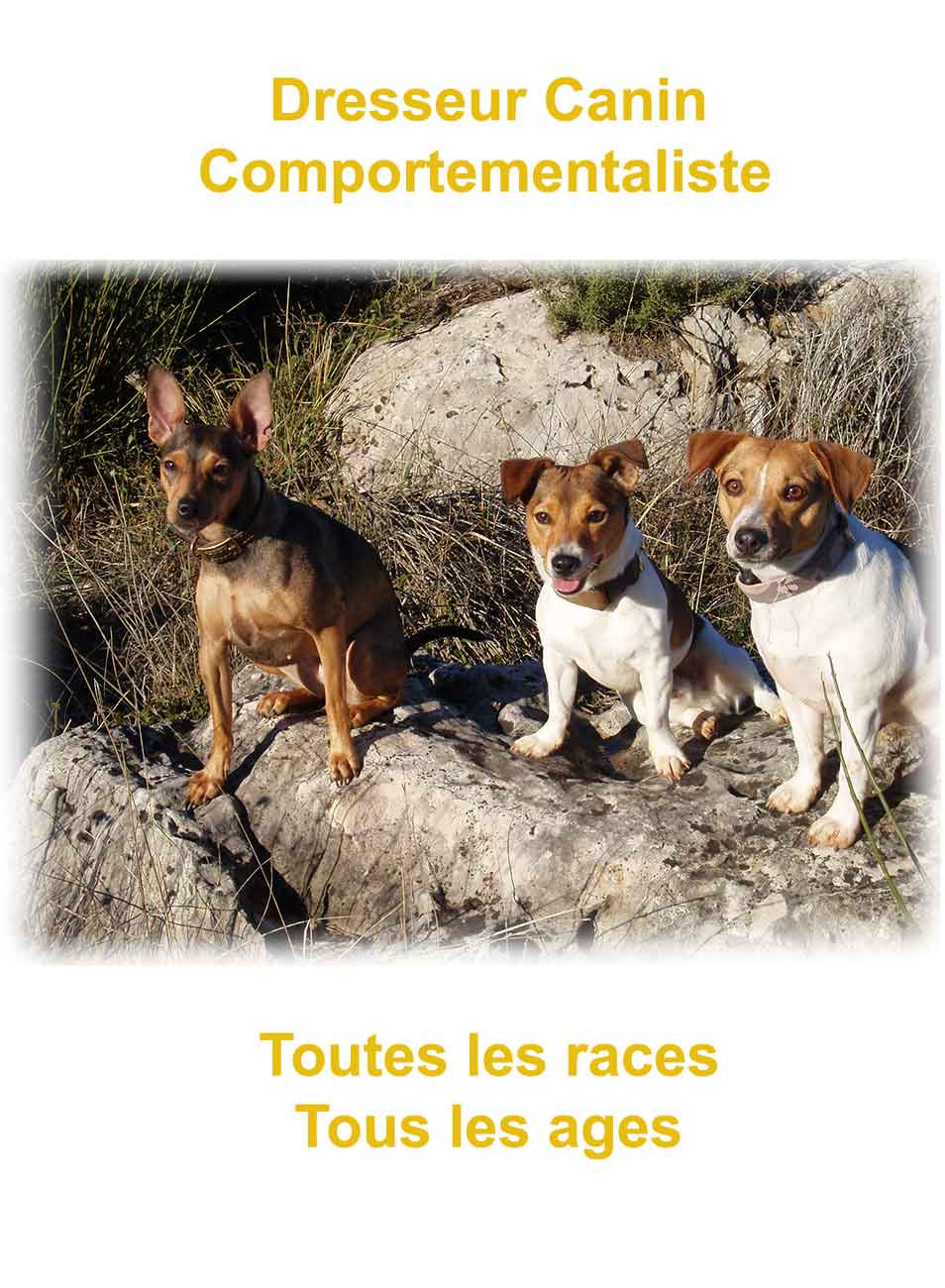 le dressage du chien à Martre (La) 83840 Dressage